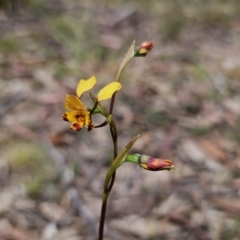 Diuris semilunulata at QPRC LGA - suppressed