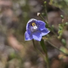 Thelymitra simulata at QPRC LGA - 12 Nov 2023