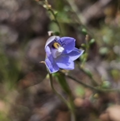 Thelymitra simulata at QPRC LGA - 12 Nov 2023