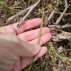 Thelymitra simulata at QPRC LGA - 12 Nov 2023