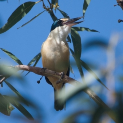 Todiramphus sanctus (Sacred Kingfisher) at Brunswick Heads, NSW - 7 Nov 2023 by macmad