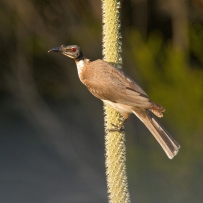 Philemon corniculatus (Noisy Friarbird) at Brunswick Heads, NSW - 8 Nov 2023 by macmad