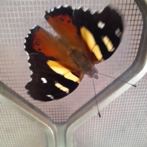 Vanessa itea at Holt, ACT - 12 Nov 2023 01:37 PM