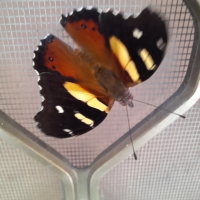 Vanessa itea (Yellow Admiral) at Holt, ACT - 12 Nov 2023 by VanceLawrence