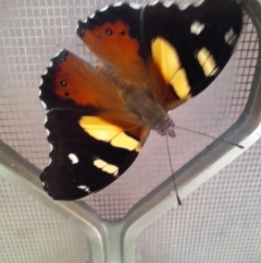 Vanessa itea at Holt, ACT - 12 Nov 2023 01:37 PM