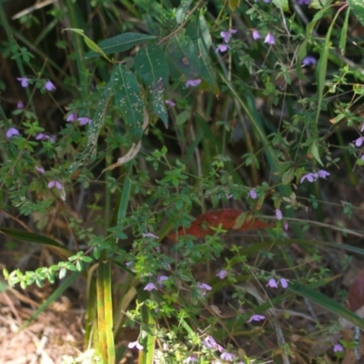 Tetratheca thymifolia (Black-eyed Susan) at Brunswick Heads, NSW - 9 Nov 2023 by macmad