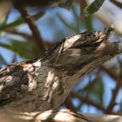 Podargus strigoides (Tawny Frogmouth) at Brunswick Heads, NSW - 9 Nov 2023 by macmad