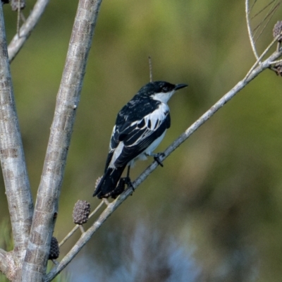 Lalage tricolor (White-winged Triller) at Brunswick Heads, NSW - 9 Nov 2023 by macmad