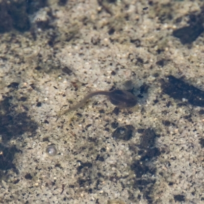 Unidentified Frog at Brunswick Heads, NSW - 9 Nov 2023 by macmad