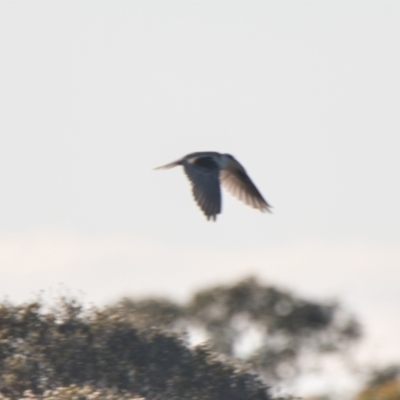 Elanus axillaris (Black-shouldered Kite) at Brunswick Heads, NSW - 9 Nov 2023 by macmad