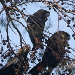 Calyptorhynchus lathami lathami (Glossy Black-Cockatoo) at Brunswick Heads, NSW - 27 Oct 2023 by macmad