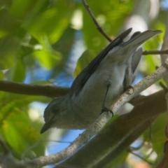 Colluricincla harmonica (Grey Shrikethrush) at Brunswick Heads, NSW - 27 Oct 2023 by macmad