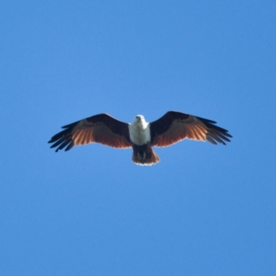 Haliastur indus (Brahminy Kite) at Brunswick Heads, NSW - 27 Oct 2023 by macmad