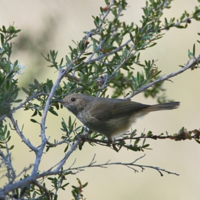 Acanthiza pusilla (Brown Thornbill) at Brunswick Heads, NSW - 27 Oct 2023 by macmad