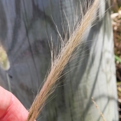 Dichelachne crinita (Long-hair Plume Grass) at Tathra, NSW - 12 Nov 2023 by trevorpreston