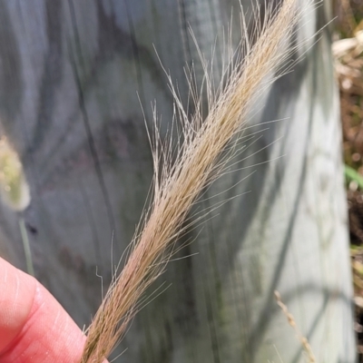Dichelachne crinita (Long-hair Plume Grass) at Tathra, NSW - 12 Nov 2023 by trevorpreston