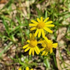 Senecio madagascariensis (Madagascan Fireweed, Fireweed) at Tathra, NSW - 11 Nov 2023 by trevorpreston