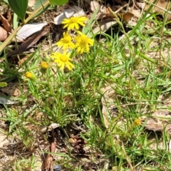 Senecio madagascariensis at Tathra, NSW - 12 Nov 2023 10:39 AM