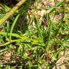 Senecio madagascariensis at Tathra, NSW - 12 Nov 2023 10:39 AM