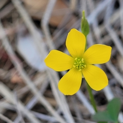 Oxalis rubens (Dune Wood-sorrel) at Tathra, NSW - 11 Nov 2023 by trevorpreston