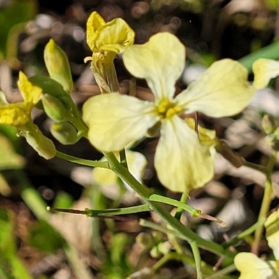 Raphanus raphanistrum (Wild Radish, Jointed Charlock) at Tathra, NSW - 12 Nov 2023 by trevorpreston