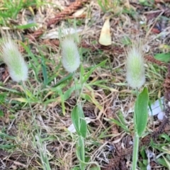 Lagurus ovatus (Hare's Tail Grass) at Tathra, NSW - 11 Nov 2023 by trevorpreston