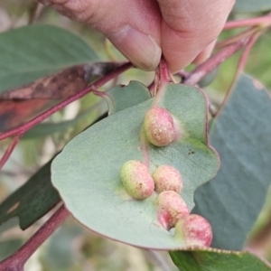 Eucalyptus insect gall at The Pinnacle - 4 Nov 2023 03:05 PM