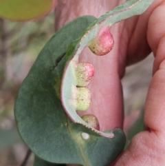 Eucalyptus insect gall at The Pinnacle - 4 Nov 2023 03:05 PM