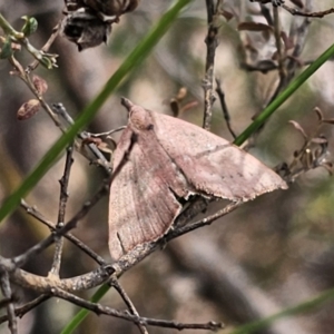 Amelora (genus) at QPRC LGA - 12 Nov 2023