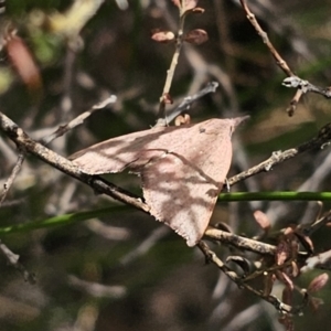 Amelora (genus) at QPRC LGA - 12 Nov 2023