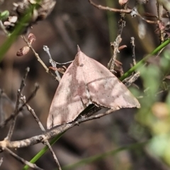 Amelora (genus) at QPRC LGA - 12 Nov 2023