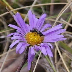 Hylaeus (Planihylaeus) quadriceps (Hylaeine colletid bee) at Captains Flat, NSW - 12 Nov 2023 by Csteele4