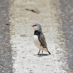 Stagonopleura guttata (Diamond Firetail) at South Gundagai, NSW - 10 Nov 2023 by MichaelWenke