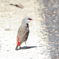 Stagonopleura guttata at South Gundagai, NSW - 10 Nov 2023