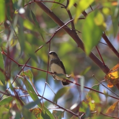 Stagonopleura guttata at South Gundagai, NSW - 10 Nov 2023