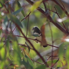 Stagonopleura guttata at South Gundagai, NSW - 10 Nov 2023