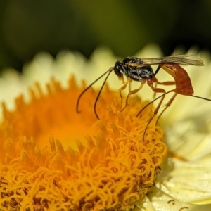 Ichneumonoidea (Superfamily) at Holder, ACT - 12 Nov 2023