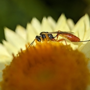 Ichneumonoidea (Superfamily) at Holder, ACT - 12 Nov 2023