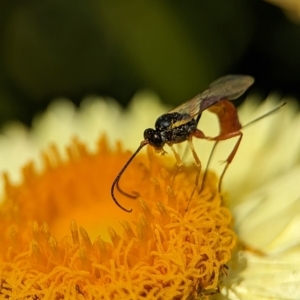 Ichneumonoidea (Superfamily) at Holder, ACT - 12 Nov 2023