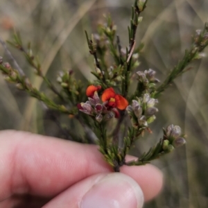 Dillwynia sericea at QPRC LGA - 12 Nov 2023