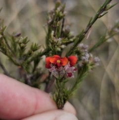 Dillwynia sericea at QPRC LGA - 12 Nov 2023