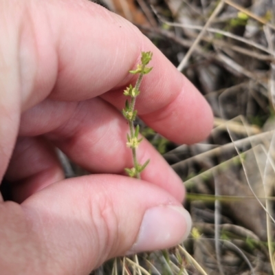 Galium ciliare subsp. ciliare at Captains Flat, NSW - 12 Nov 2023 by Csteele4