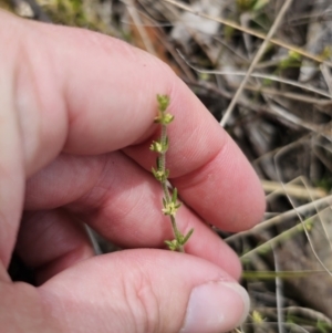 Galium ciliare subsp. ciliare at QPRC LGA - 12 Nov 2023