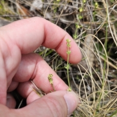 Galium ciliare subsp. ciliare at QPRC LGA - 12 Nov 2023