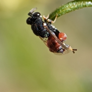 Brachymeria sp. (genus) at Holder, ACT - 12 Nov 2023