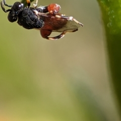 Brachymeria sp. (genus) at Holder, ACT - 12 Nov 2023