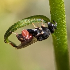 Brachymeria sp. (genus) at Holder, ACT - 12 Nov 2023 03:23 PM