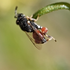 Brachymeria sp. (genus) at Holder, ACT - 12 Nov 2023