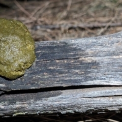 Vombatus ursinus (Common wombat, Bare-nosed Wombat) at Mount Majura - 10 Nov 2023 by sbittinger