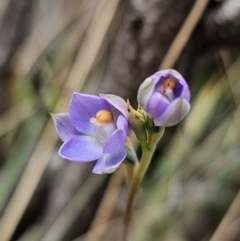 Thelymitra brevifolia (Short-leaf Sun Orchid) at QPRC LGA - 12 Nov 2023 by Csteele4